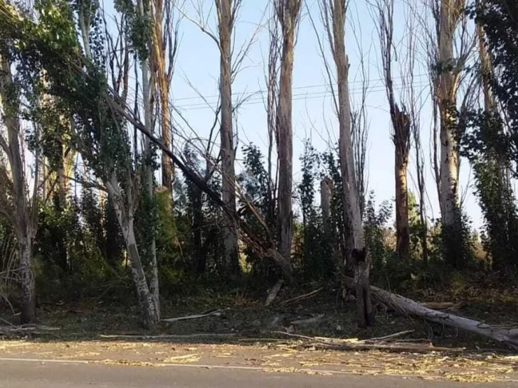 Problema sin fin: la plaga de los árboles de calle Laprida que ensucia las veredas hace 40 años