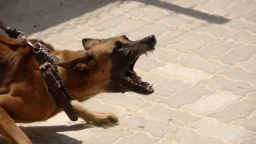 Un nene de 7 años fue atacado por un perro: le lastimó la cabeza, la oreja y el abdomen