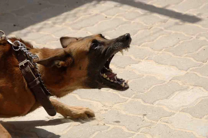 Un nene de 7 años fue atacado por un perro: le lastimó la cabeza, la oreja y el abdomen