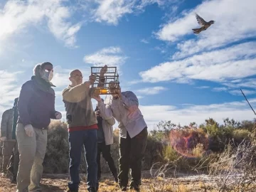 Liberaron 36 aves silvestres que fueron rehabilitadas en el Parque Faunístico