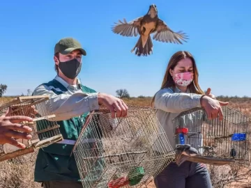 Liberaron casi 100 aves de distintas especies que habían sido rescatadas en operativos