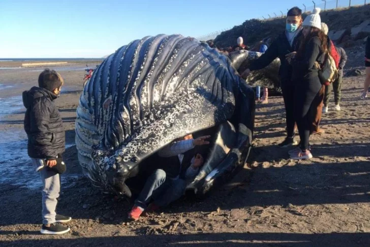 Una “ballena jorobada” apareció muerta y alertan sobre los peligros de tocarla