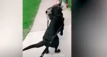 Dos perros pasaron mucho tiempo sin verse y su reencuentro se hizo viral