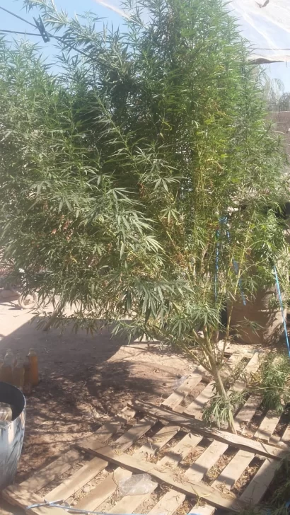 Cayó un hombre por cultivo de plantas de cannabis para su comercialización