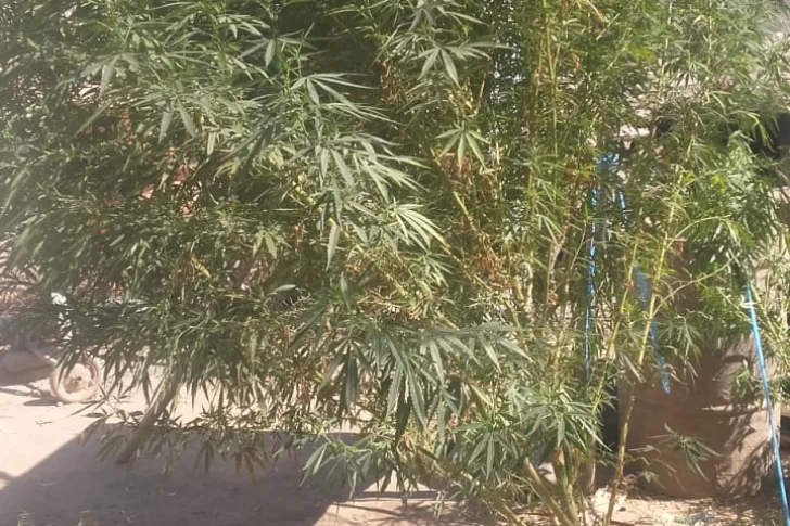 Cayó un hombre por cultivo de plantas de cannabis para su comercialización