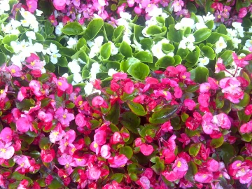 Flores de colores para atraer al colibrí