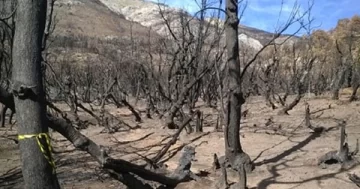 Planifican la restauración de los bosques afectados por los incendios en el Sur