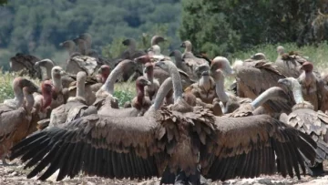 Cazadores furtivos envenenaron elefantes para matar a más de 500 buitres cerca de la extinción