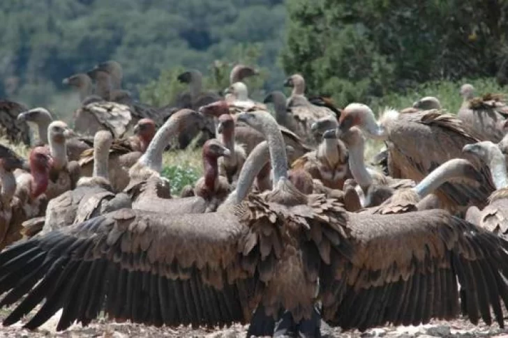 Cazadores furtivos envenenaron elefantes para matar a más de 500 buitres cerca de la extinción