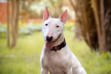 Una nena de un año y medio en grave estado por el ataque de un perro bull terrier en Mendoza