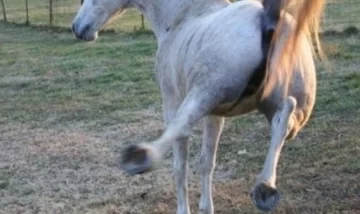 Un niño de 10 años terminó fracturado luego de caer de un caballo