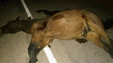 Las terribles fotos del accidente entre la combi y los caballos