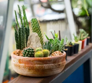 Cómo cuidar los cactus y suculentas en invierno