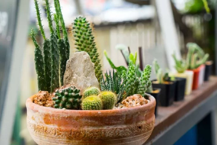 Cómo cuidar los cactus y suculentas en invierno