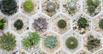 ¡Que no se te sequen los cactus! Tips y claves para su cuidado