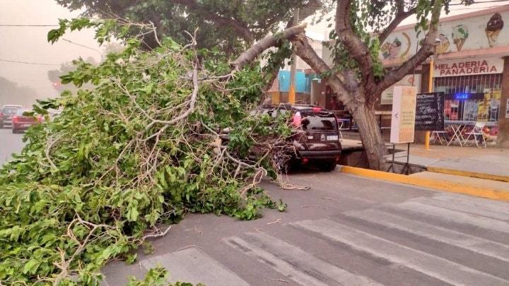 Primer relevamiento sobre los daños ocasionados por el fuerte viento Sur