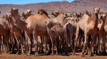 Australia sacrifica a diez mil camellos con francotiradores que dispararán desde helicópteros