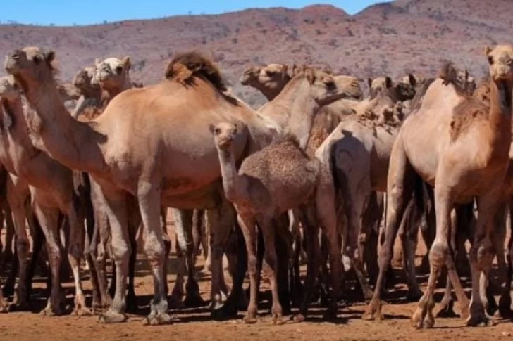 Australia sacrifica a diez mil camellos con francotiradores que dispararán desde helicópteros