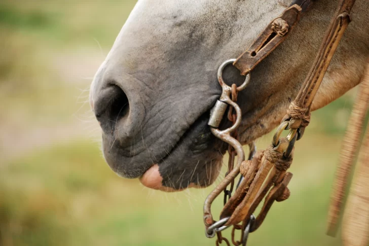 Lo pateó un caballo y le quebró la pierna