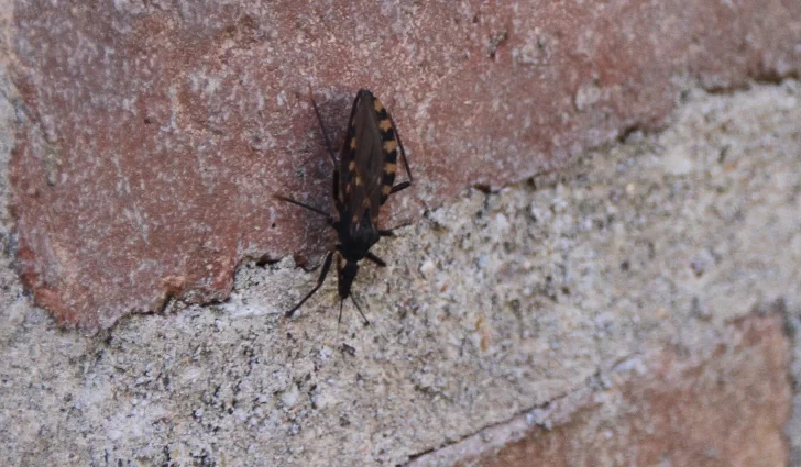 Chagas: intensifican campañas ante la detección de 4 casos agudos, 3 de ellos en zona urbana