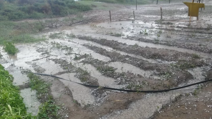 Graves daños por el granizo y la lluvia en Sarmiento: “Las huertas quedaron bajo el agua”