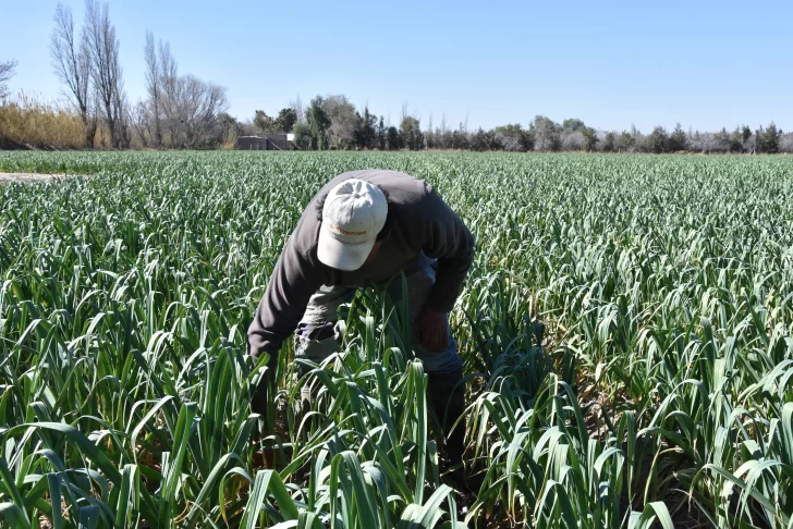 Los trabajadores rurales cobrarán un 28% más