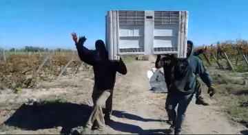 VIDEO: cosechadores sanjuaninos parodiaron el “baile del ataúd”