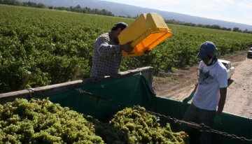 Enterate cómo acceder a los nuevos créditos para cosecha y elaboración agrícola