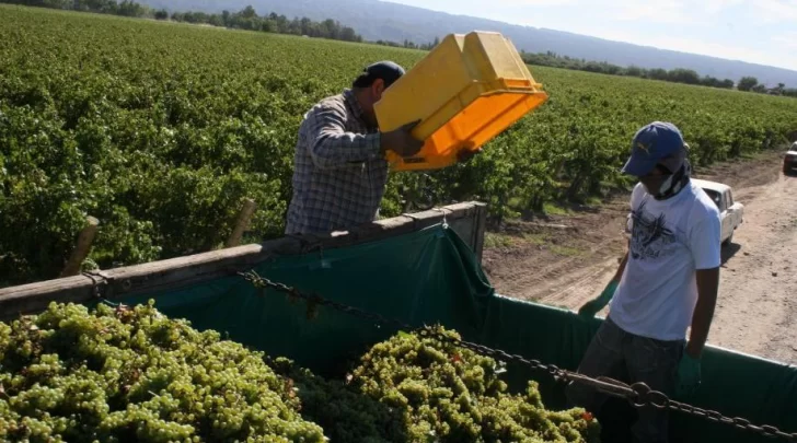 Según el INV, hubo más uva que el año pasado pero lejos de alcanzar las mejores cosechas