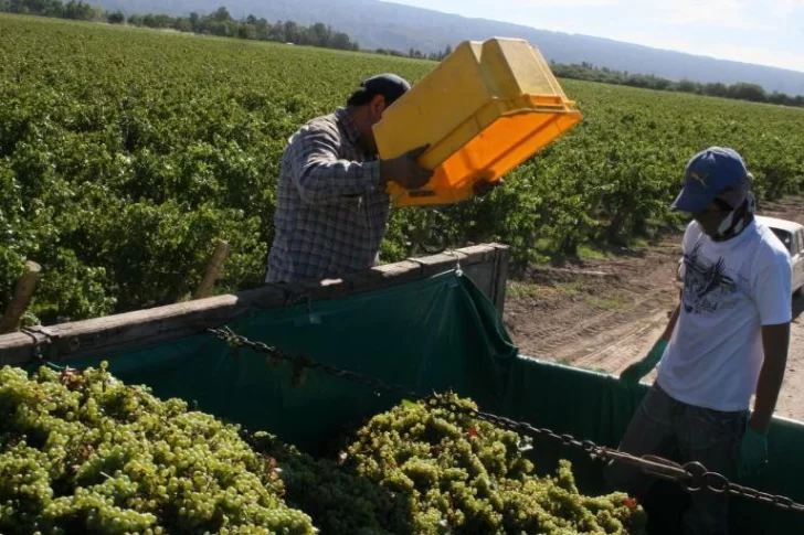 Según el INV, hubo más uva que el año pasado pero lejos de alcanzar las mejores cosechas