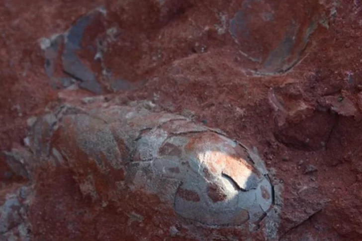 Encontraron huevos de dinosaurio de más de 130 millones de años