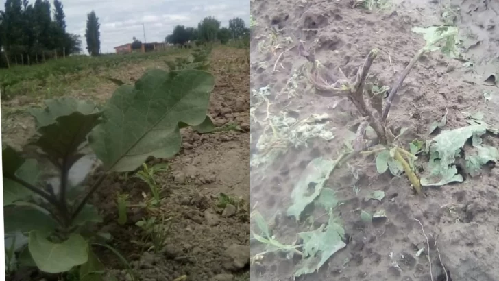 La granizada borró chacras enteras y se espera el relevamiento oficial de la superficie dañada