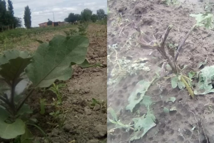 La granizada borró chacras enteras y se espera el relevamiento oficial de la superficie dañada