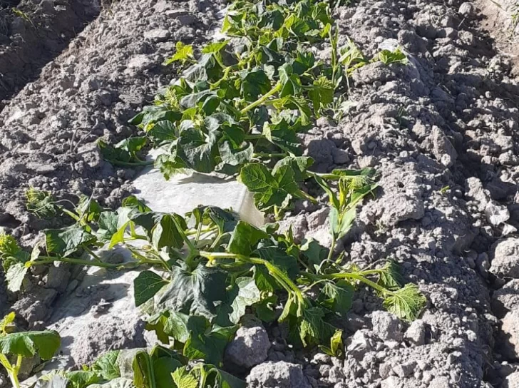 Helada inesperada causó destrozos en chacras, viñedos, melón y tomates