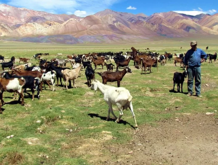 Piden más control para evitar el ingreso de ganado chileno a valles calingastinos