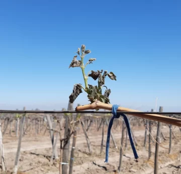 La primera helada tardía de la temporada afectó parrales de tres departamentos