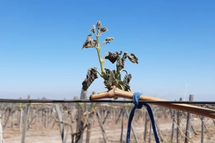 La primera helada tardía de la temporada afectó parrales de tres departamentos