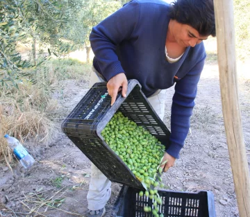 Creció 10% la cosecha de aceitunas alcanzando los 100 millones de kilos