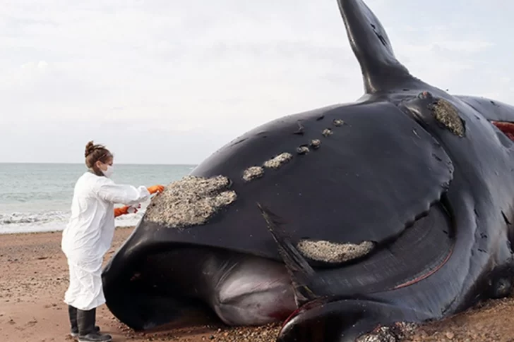 Suman 30 ballenas muertas en Chubut