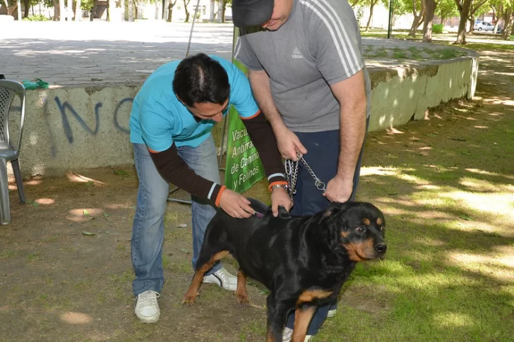 Harán un relevamiento para saber la cantidad de mascotas que hay