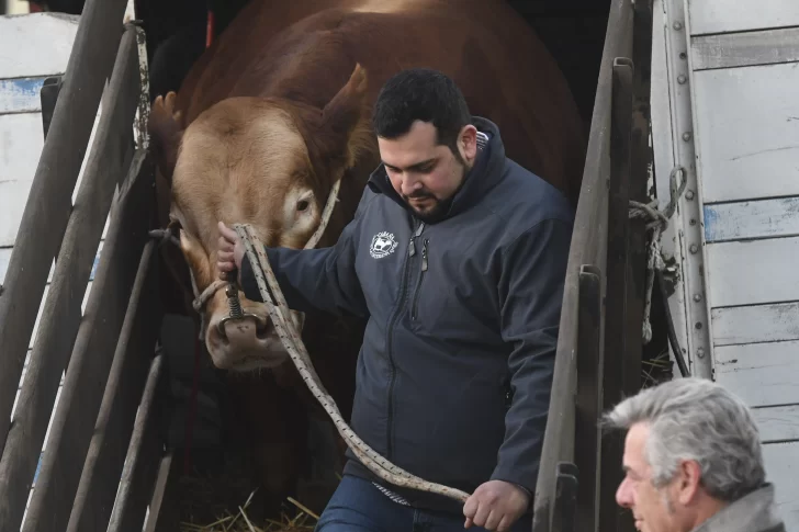 Rural: un toro privilegiado