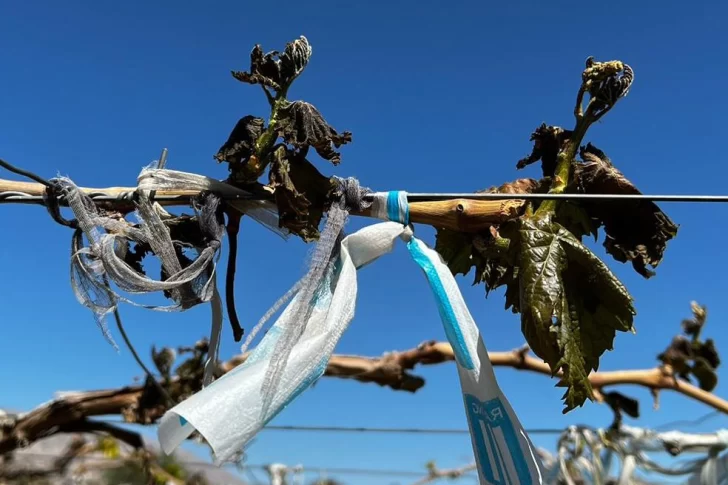 Hay 17 denuncias por las heladas en el agro provincial