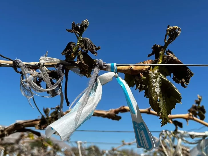 Hay 17 denuncias por las heladas en el agro provincial