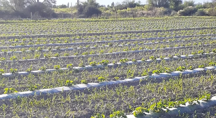 San Juan perdió el 20% de hectáreas de sus chacras sólo en el último año