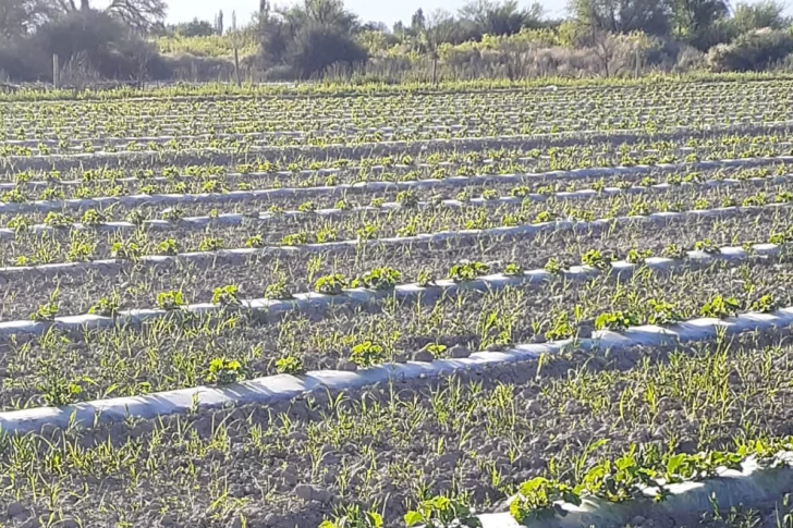 San Juan perdió el 20% de hectáreas de sus chacras sólo en el último año