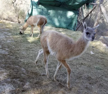 El guanaco rescatado en Maradona está bien, pero sigue en zona de aislamiento