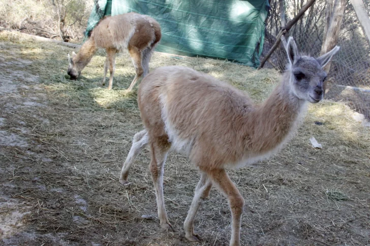 El guanaco rescatado en Maradona está bien, pero sigue en zona de aislamiento