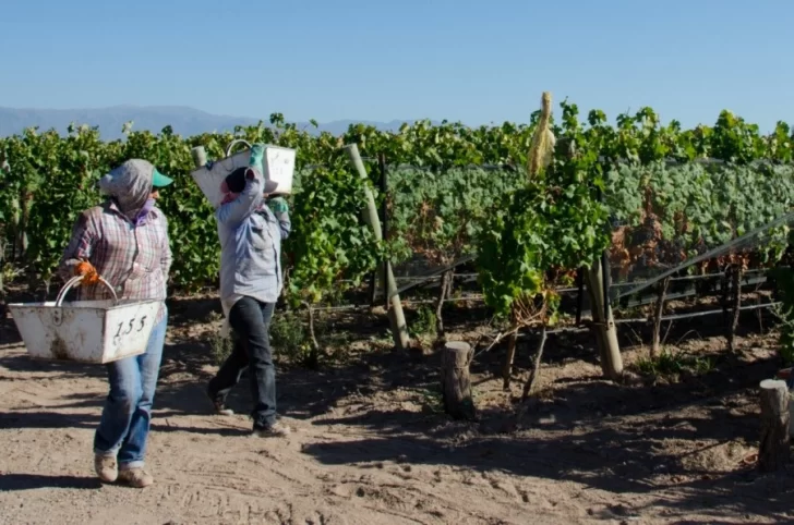 INV y privados salen desde el martes a estimar cuánta uva se cosechará