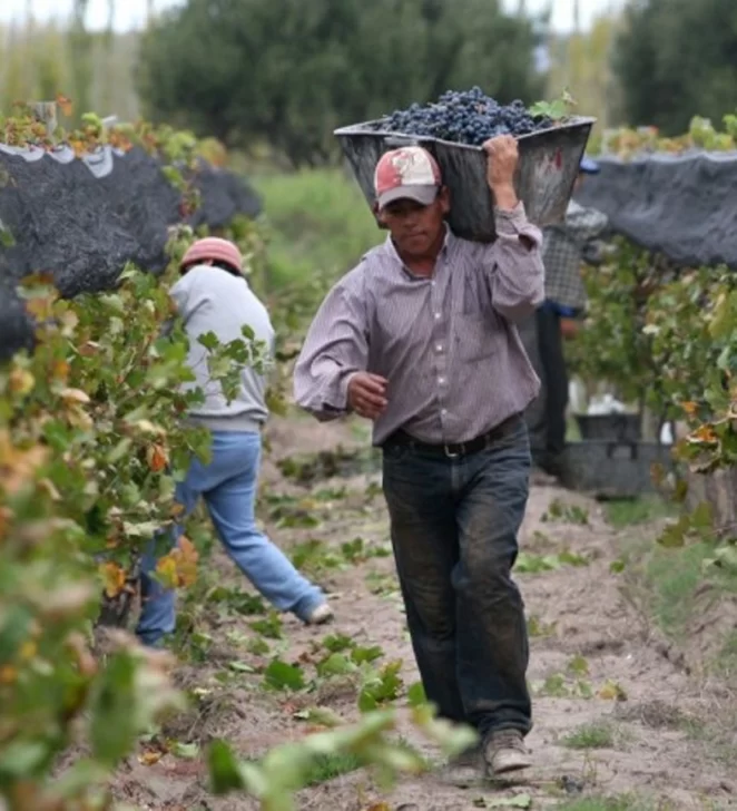 Quejas por el pronóstico de uvas, y aún no se conoce el de Mendoza