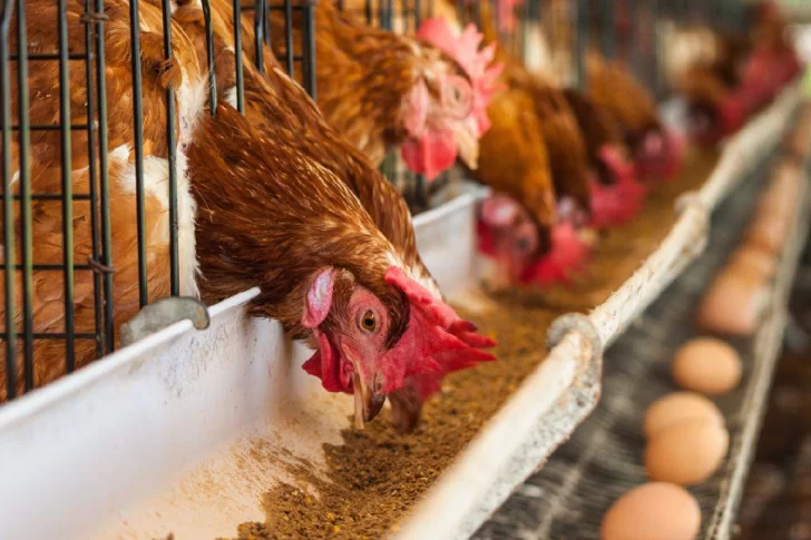 Hay fuerte aumento del precio de los huevos por la ola de calor y la suba de los granos